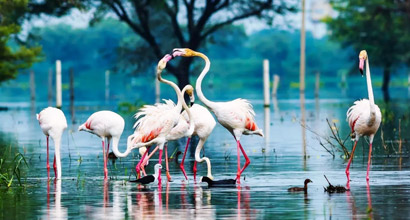 Bird Sanctuary Tour Packages