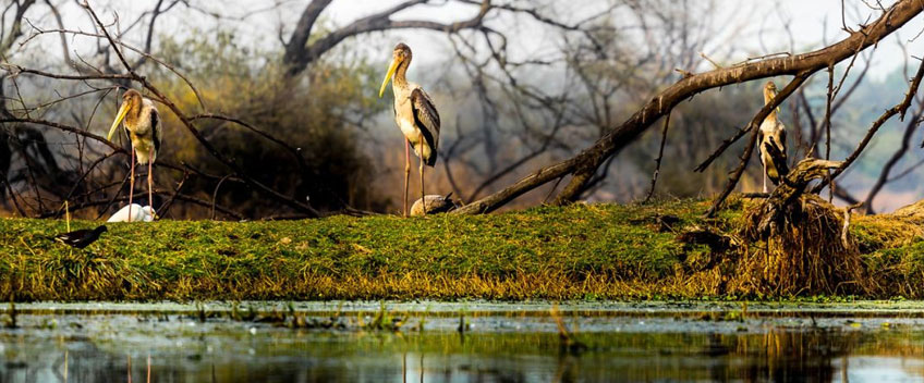 Bharatpur